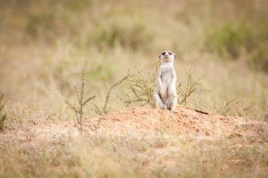 Meraklı meerkat bakıyor.