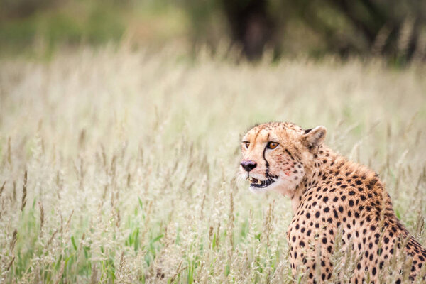 Portrait of cheetah in grass.