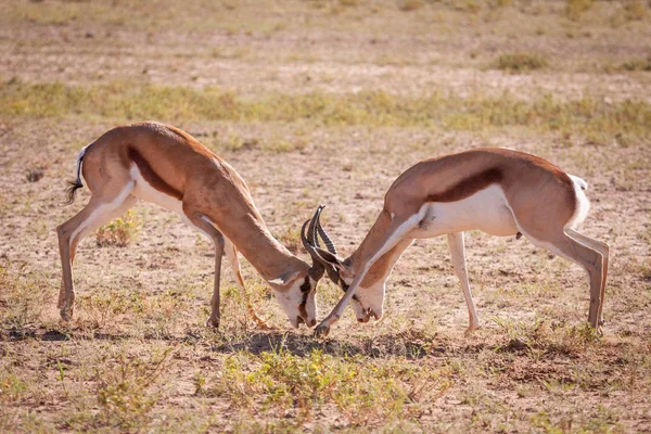Antilopa skákavá beranů zápasení — Stock fotografie