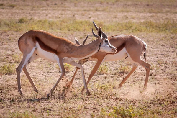 Antilopa skákavá dospělých beranů v bitvě. — Stock fotografie