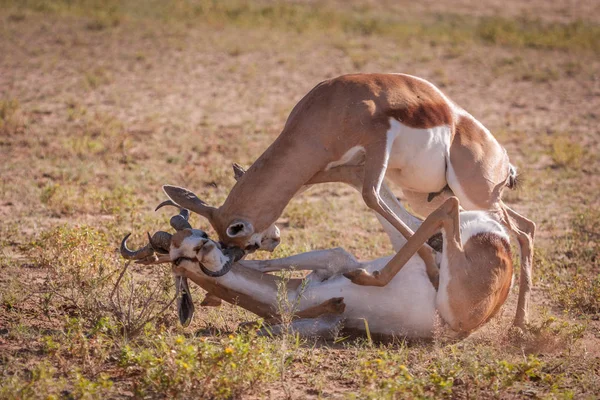 Akce baleny boj Springbok beranů — Stock fotografie