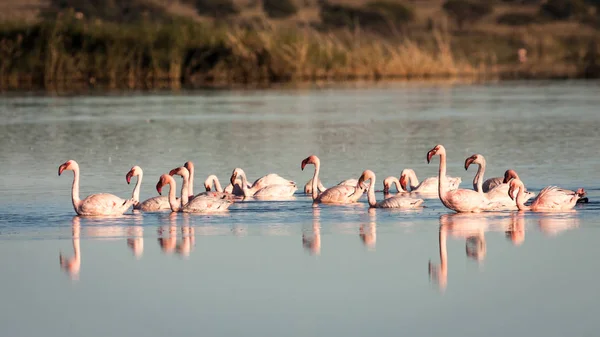 Ομάδα των ρόδινων flamingoes — Φωτογραφία Αρχείου