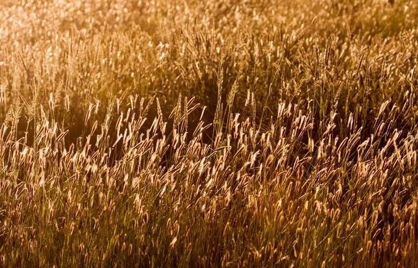 Grasses glowing in golden light. — Stock Photo, Image