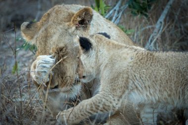 Yetişkin dişi aslan ve minik yavrusu etkileşim.