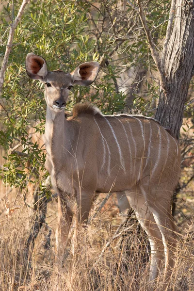 Vaca joven kudu hembra en arbusto salvaje africano —  Fotos de Stock