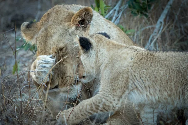 Yetişkin dişi aslan ve minik yavrusu etkileşim.