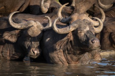 İçinde su birikintisinin serinlemek Afrika Cape buffalo sürüsü.