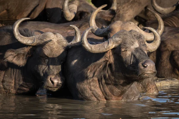 Besättningen av afrikanska Cape buffalo svalkar dig i vattenhålet. — Stockfoto