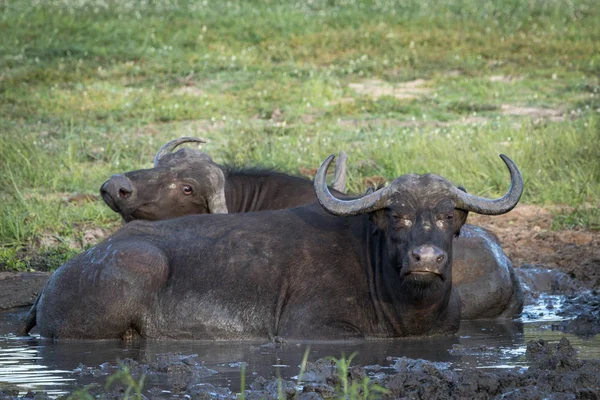 Búfalo hembra del Cabo disfrutando de agua fría y barro de abrevadero . — Foto de Stock