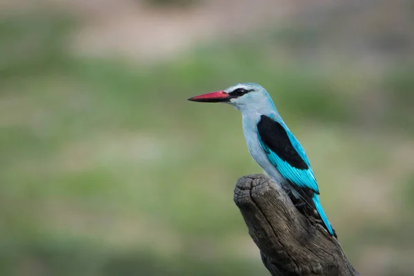 Woodlands Kingfisher Сел Палку Прочесывая Окрестности Предмет Каких Насекомых — стоковое фото