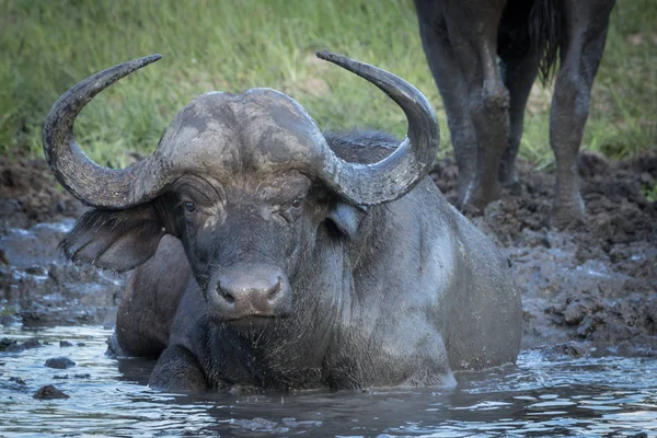 Cabo búfalo vaca desfrutando de água fria e lama do buraco de rega . — Fotografia de Stock