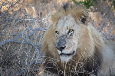 Dinlenme büyük erkek aslan.