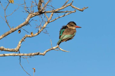 Güzel kahverengi kukuletalı Kingfisher ağaca tünemiş.