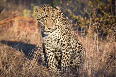 Sabi Sands görkemli görünümlü leopar.