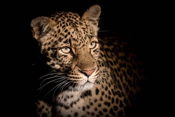 Extreme close-up portret van volwassen vrouwelijke leopard — Stockfoto