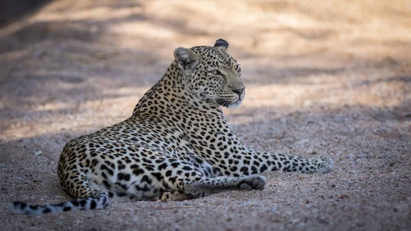 Close Leopardo Feminino Relaxado Descansando Leito Rio — Fotografia de Stock