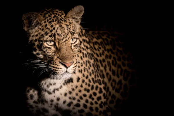 Close-up van portret van volwassen vrouwelijke leopard — Stockfoto