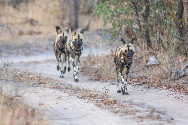 Pack of wild dogs hunting.