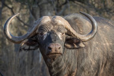 Kupa Cape buffalo boğa.