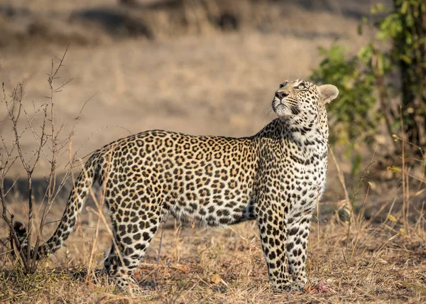 Grande masculino leopardo olhando para cima . — Fotografia de Stock