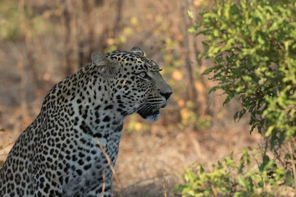 Lindo leopardo masculino em luz bonita . — Fotografia de Stock