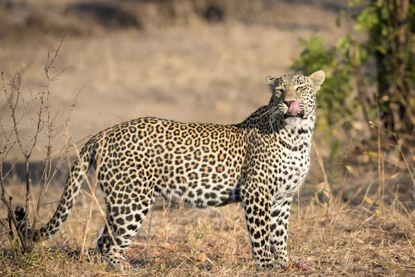 Grande masculino leopardo lambendo seus lábios . — Fotografia de Stock