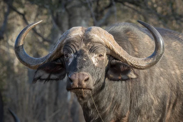 Toro de búfalo de Cabo trofeo mirando . — Foto de Stock