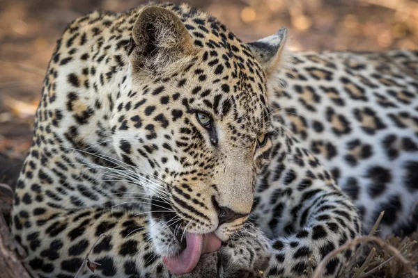 Stunning looking male leopard with half open eyes grooming himself after eating a meal.