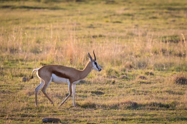 Překrásný Springbok — Stock fotografie