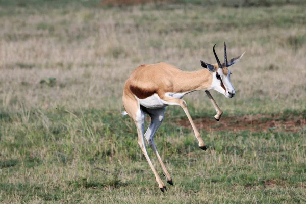 Mooie volwassen Springbok Jumping — Stockfoto