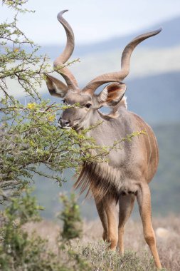 Trophy Kudu boğa sulu çalı tarama