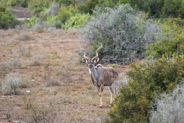 Velký starý Kudu Bull — Stock fotografie