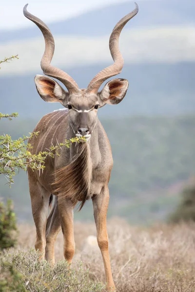 Великий Kudu Bull перегляд на дереві — стокове фото