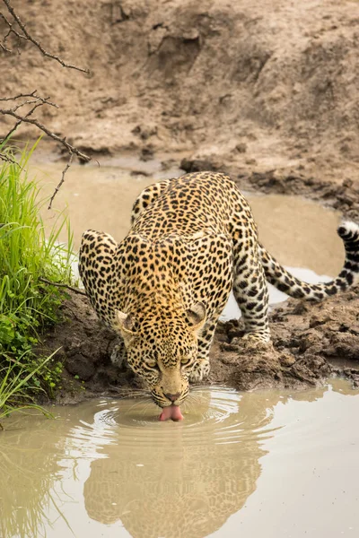 Ung snygg manlig leopard släcker sin törst. — Stockfoto