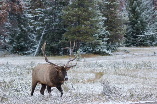 Magnificent bull elk walking in snow covered meadow — Stock Photo, Image