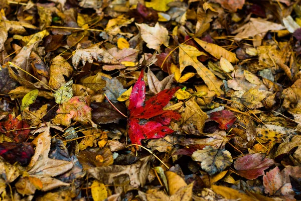 Jedná Obrázek Pomerančové Listí Podzim — Stock fotografie
