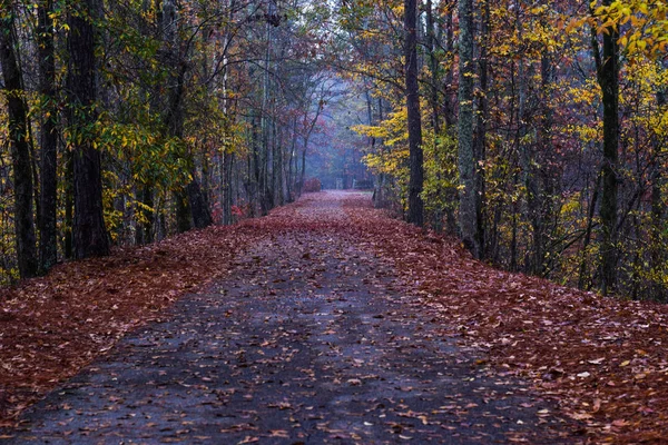 Esta Uma Imagem Folhas Laranja Durante Outono — Fotografia de Stock