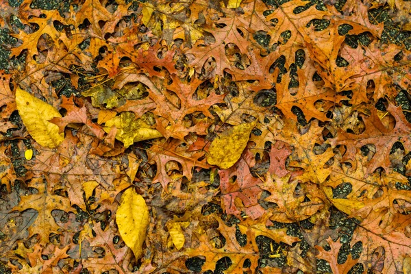 Stos Liści Jesienią — Zdjęcie stockowe