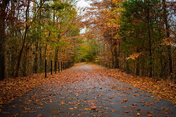 Fall Leaves on a Trail