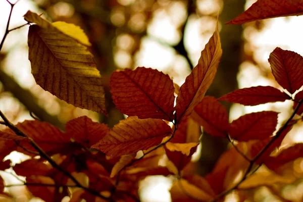 sonbahar yapraklarının yakın çekim 
