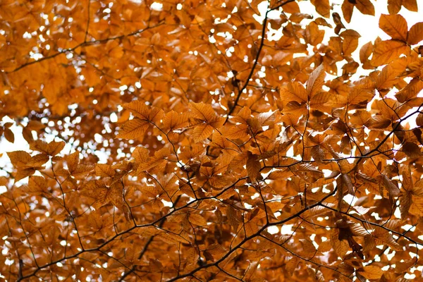 Gros Plan Sur Feuilles Automne Orange — Photo