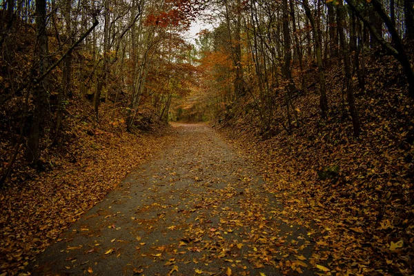 Fall Leave on a Trail