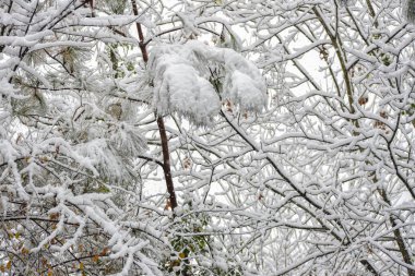 Bir görüntü Snow Fall ağaçlarda bu