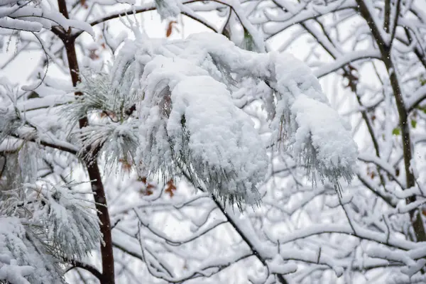 Esta Uma Imagem Queda Neve Uma Árvore Pinheiro — Fotografia de Stock