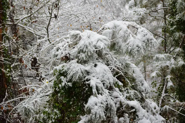 Esta Uma Imagem Queda Neve Uma Árvore Pinheiro — Fotografia de Stock