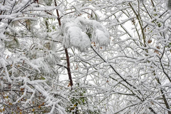 Esta Uma Imagem Queda Neve Nas Árvores — Fotografia de Stock