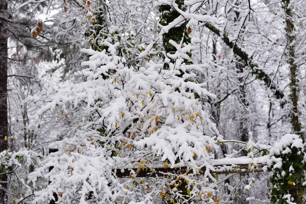 Esta Uma Imagem Snow Build Ramos Árvore — Fotografia de Stock