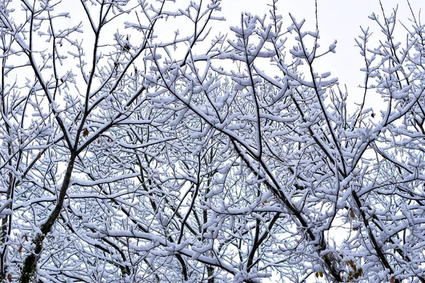 Esta Uma Imagem Neve Ramos Árvore — Fotografia de Stock