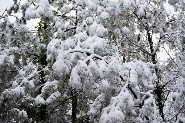 Esta Uma Imagem Neve Nas Árvores — Fotografia de Stock