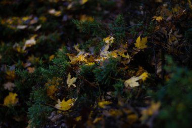 Sonbahar Yeşil Çalıların Üzerinde Yapraklar
